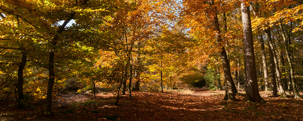 Beleef de herfst met IVN Den Bosch